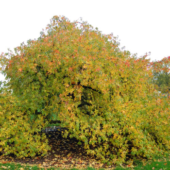 Liquidambar orientalis tzeri-nataph Storax Balm of Gilead tree